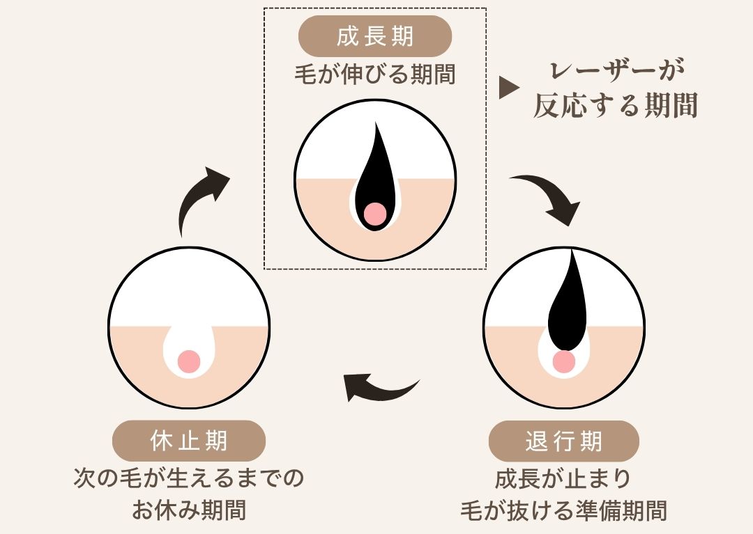 毛周期